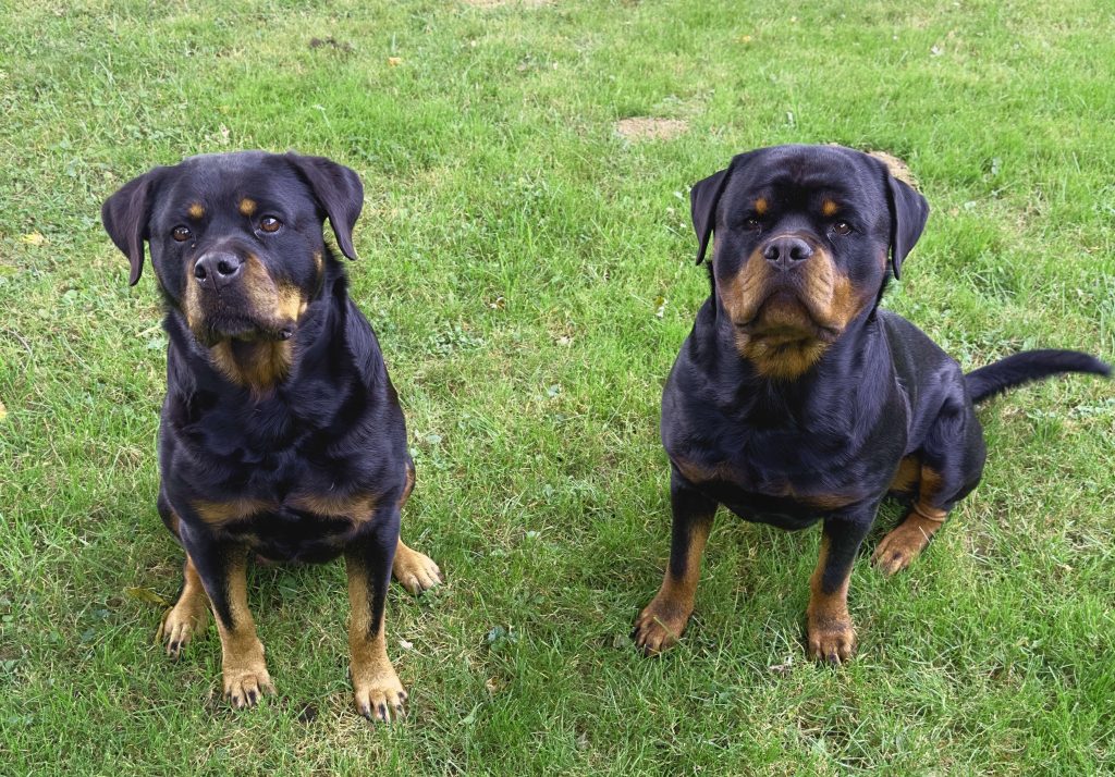 Ella und Olaf Rottweiler