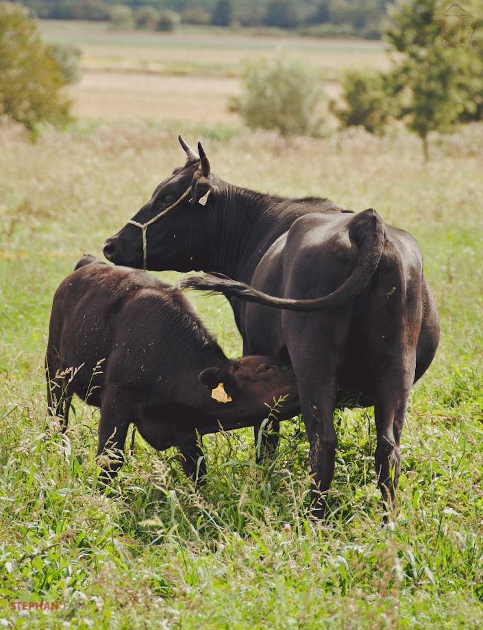 edelstes-rind-der-welt-kobe