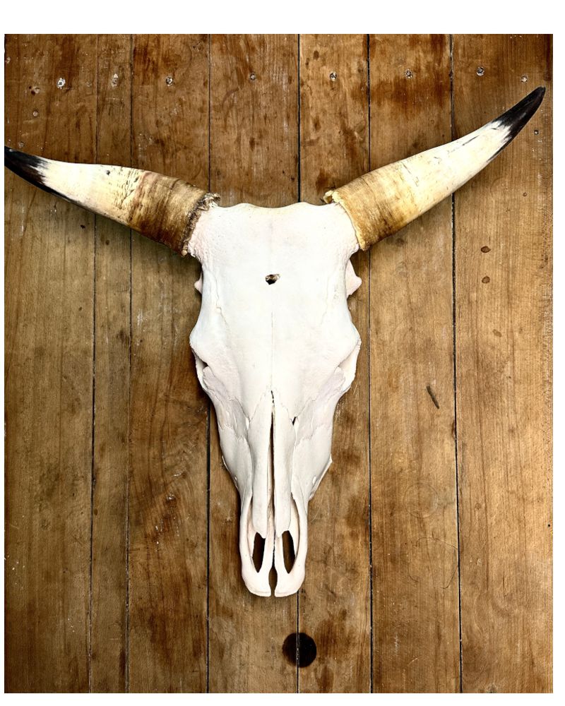 wagyu-stierkopf, stierkopf, stierkopf-natur